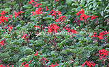 Pelargonium (Geranium) - mass planting