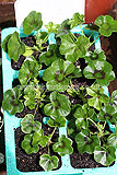Pelargonium Ivy-leaved hybrid (Geranium) - plant plugs