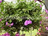 Pelargonium Ivy-leaved hybrid 'Eastbourne Beauty' (Geranium)