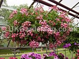 Pelargonium Ivy-leaved hybrid (Geranium)