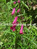 Penstemon