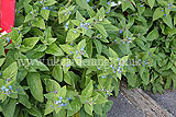 Pentaglottis sempervirens (Green Alkanet)