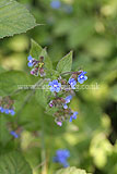 Pentaglottis sempervirens (Green Alkanet)