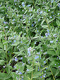 Pentaglottis sempervirens (Green Alkanet)