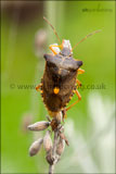 Pentatoma rufipes (forest bug, stink bug, shield bug) on a lavender flower stem