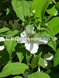 Philadelphus 'Sybille' (Mock orange)