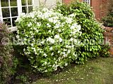 Philadelphus (Mock orange)