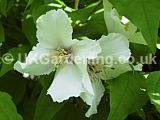 Philadelphus 'Sybille' (Mock orange)