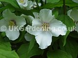 Philadelphus 'Sybille' (Mock orange)