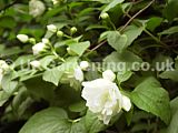 Philadelphus (Mock orange)