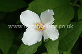 Philadelphus 'Sybille' (Mock orange)