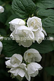 Philadelphus (Mock orange)