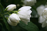 Philadelphus (Mock orange)