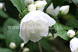 Philadelphus (Mock orange)