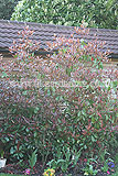 Photinia x fraseri 'Red Robin' (Christmas Berry, Fraser Photinia)