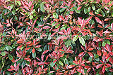 Photinia x fraseri 'Red Robin' (Christmas Berry, Fraser Photinia)