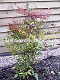 Photinia x fraseri 'Red Robin' (Christmas Berry, Fraser Photinia)