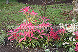 Pieris formosa var. forrestii 'Wakehurst'