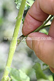 Pinching out side shoots from cordon tomatoes (3)