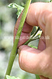 Pinching out side shoots from cordon tomatoes (2)