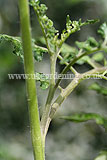 Pinching out side shoots from cordon tomatoes (1)