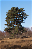 Pinus sylvestris (Scots pine)