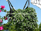 A novel planting idea, displayed at the 2009 Hampton Court Palace Flower Show