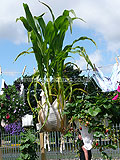 A novel planting idea, displayed at the 2009 Hampton Court Palace Flower Show