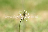 Plantago lanceolata (Ribwort, Fighting cocks)