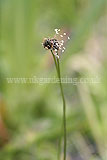 Plantago lanceolata (Ribwort)