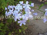 Plumbago auriculata syn. P. capensis (Cape leadwort)