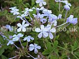 Plumbago auriculata syn. P. capensis (Cape leadwort)