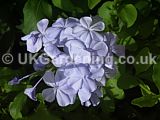 Plumbago auriculata syn. P. capensis (Cape leadwort)