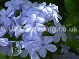 Plumbago auriculata syn. P. capensis (Cape leadwort)