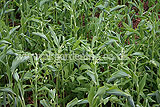 Polygonatum (Solomon's Seal)