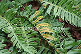 Polypodium vulgare (Fern) spores