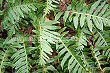 Polypodium vulgare (Fern) spores