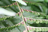 Polypodium vulgare (Fern) spores
