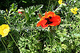 Papaver orientale (Ornamental poppy)