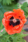 Papaver orientale (Ornamental poppy)