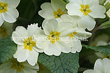 Primula vulgaris (primrose, common primrose, English primrose)