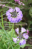 Primula 'Candelabra' (Candelabra primula)