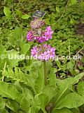 Primula 'Candelabra' (Candelabra primula)