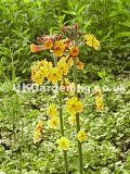 Primula 'Candelabra' (Candelabra primula)