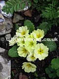 Primula