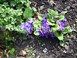 Primula