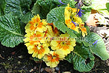 Primula