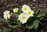 Primula vulgaris (primrose, common primrose, English primrose)