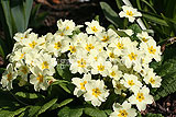 Primula vulgaris (primrose, common primrose, English primrose)