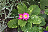 Primula